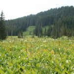 Quaking Aspen Swamp