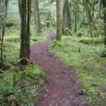 McKenzie River Trail